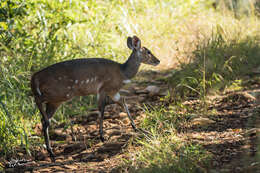 Tragelaphus sylvaticus resmi