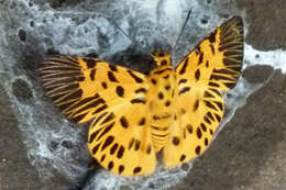 Odina decoratus Hewitson 1867 resmi