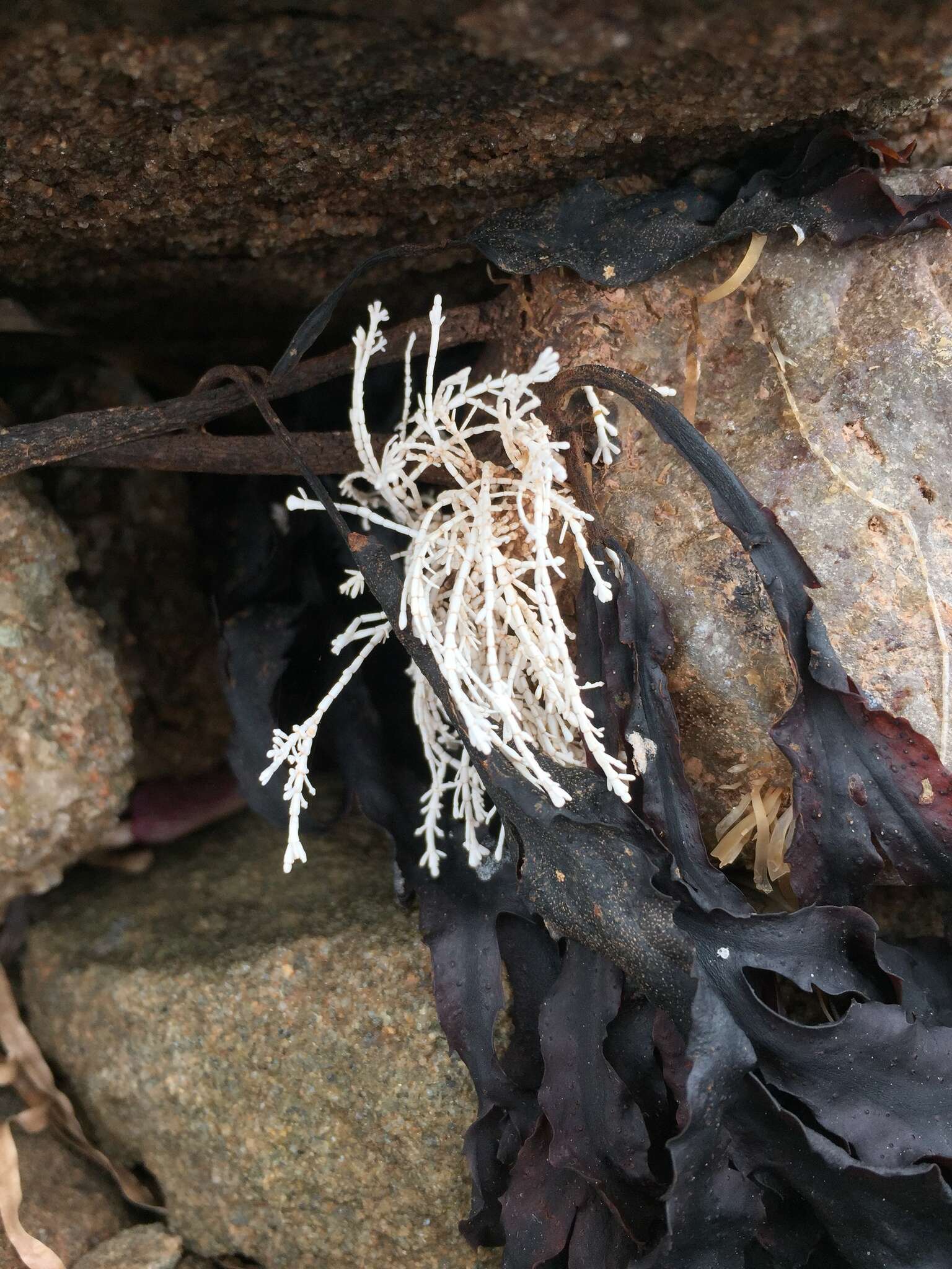 Image of common coral weed