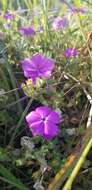 Imagem de Phlox glabriflora (Brand) Whitehouse