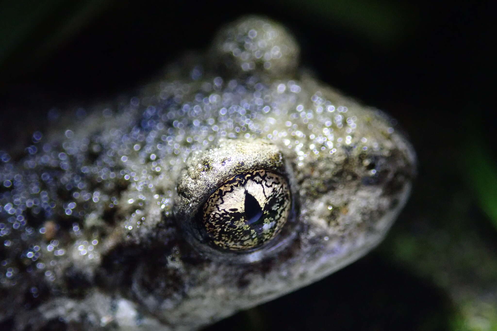 Image of Midwife toads