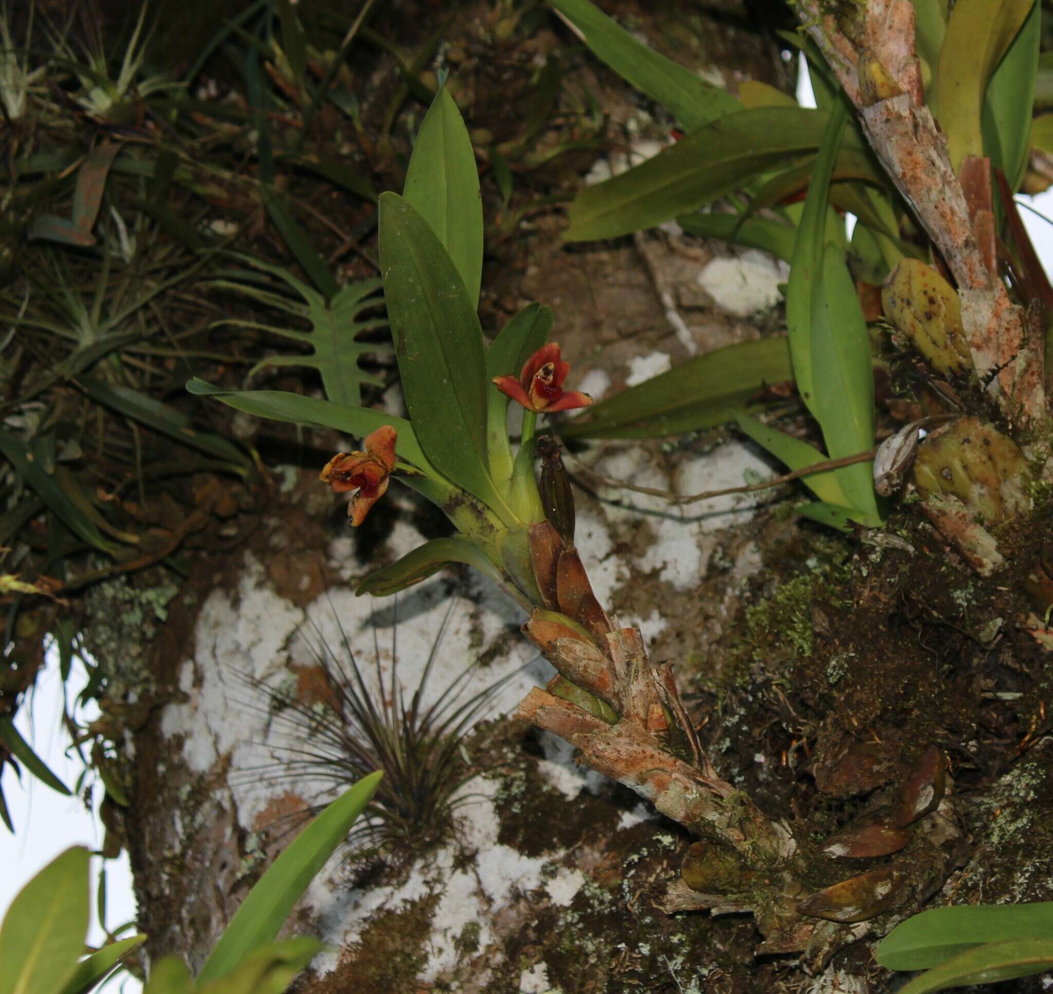 Image of Maxillaria elatior (Rchb. fil.) Rchb. fil.