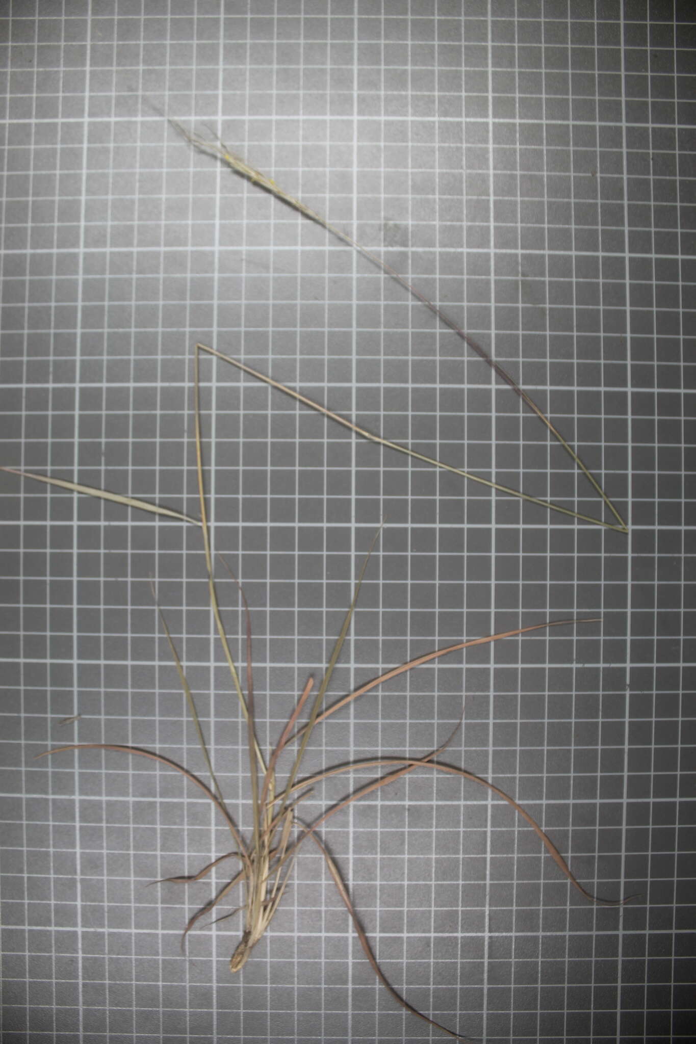 Imagem de Heteropogon melanocarpus (Elliott) Benth.