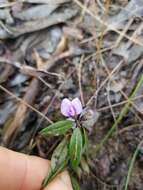 Слика од Hovea heterophylla Hook. fil.