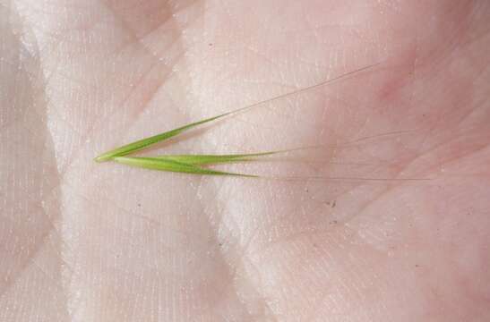 Image of brome fescue