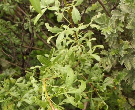 Image of Polemannia