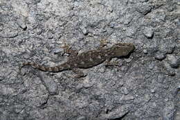 Image of Hokou Gecko