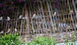 Image of Parrot-billed Seedeater