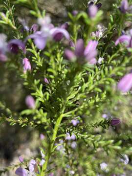 Image of Philotheca salsolifolia subsp. salsolifolia