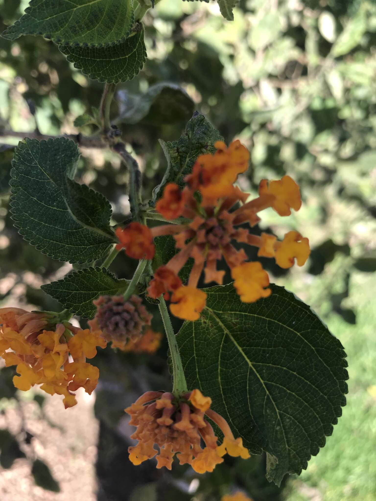 Image de Lantana camara subsp. camara