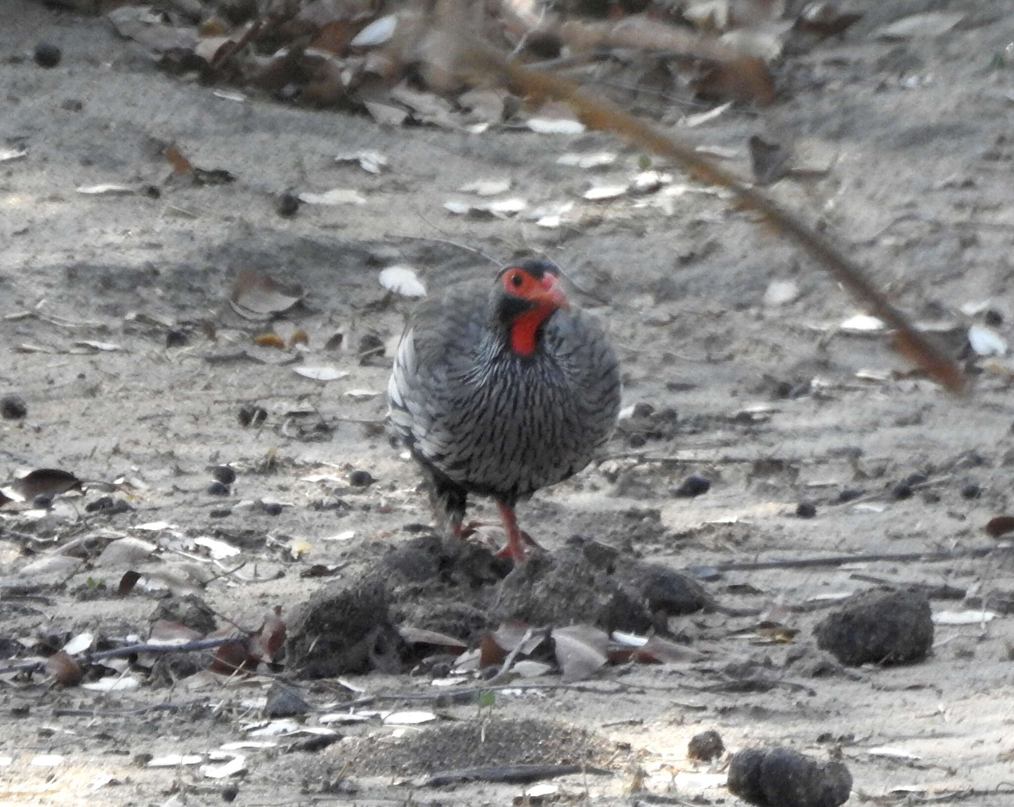 Image of Red-necked Francolin