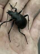 Слика од <i>Calosoma maximowiczi</i>