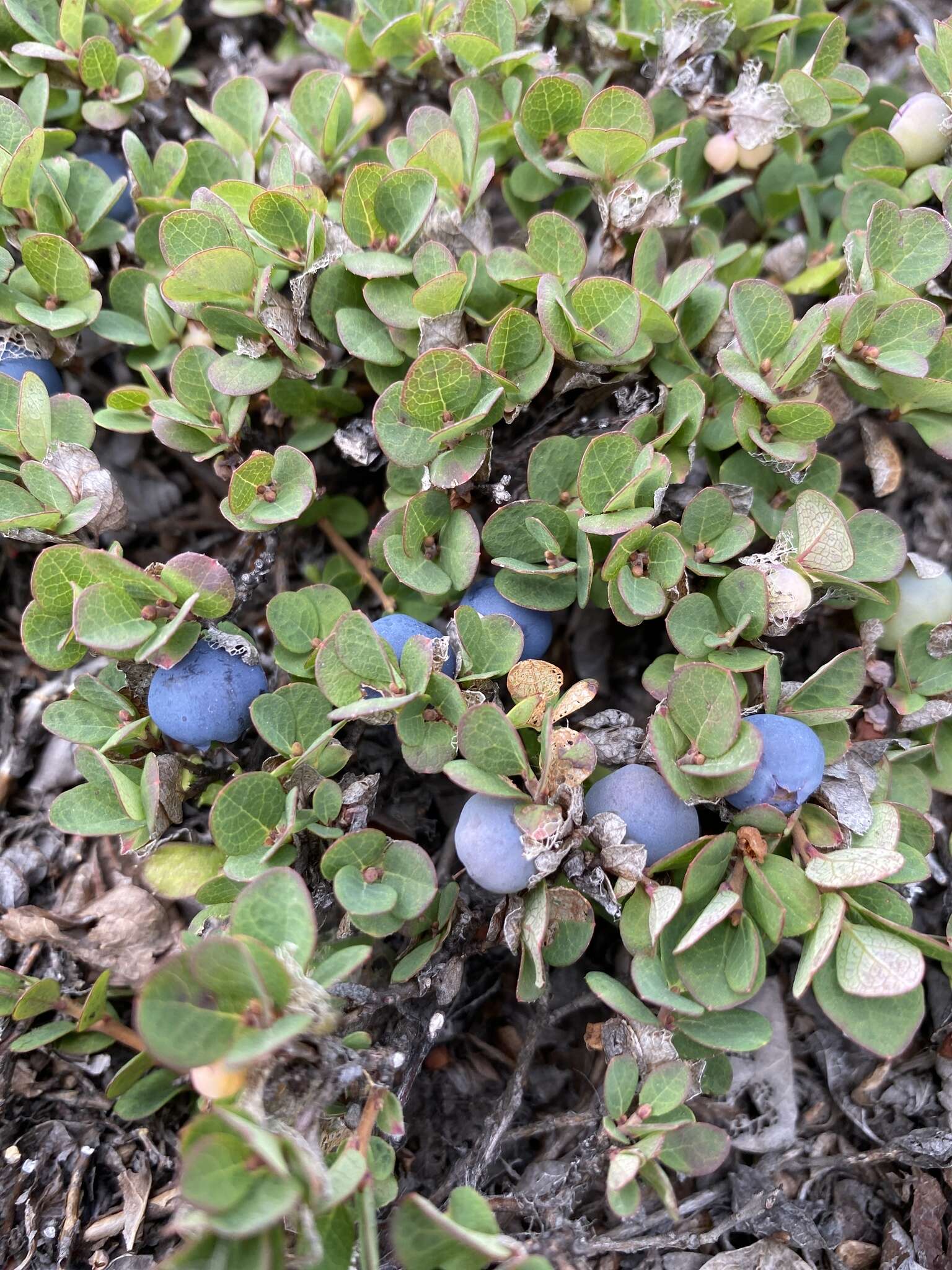 Image of Vaccinium uliginosum subsp. vulcanorum (Kom.) Alsos & Elven