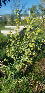 Image of Artemisia macrocephala Jacquem. ex Bess.