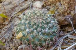 Image de Mammillaria johnstonii Orcutt