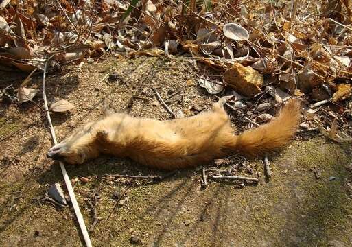 Image of Siberian Weasel