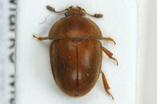 Image of <i>Cychramus luteus</i> (Fabricius 1787) Fabricius 1787