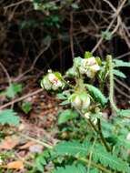 Image of Nasa triphylla subsp. rudis (Benth.) Weigend