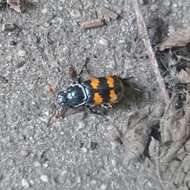 Image of Nicrophorus (Nicrophorus) interruptus (Stephens 1830)