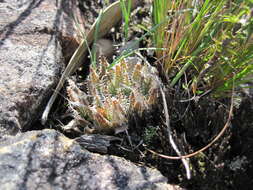 Image of Cederberg haworthia