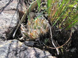 Image of Haworthia nortieri G. G. Sm.