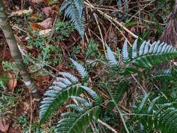 Image of Dryopteris polita Rosenst.