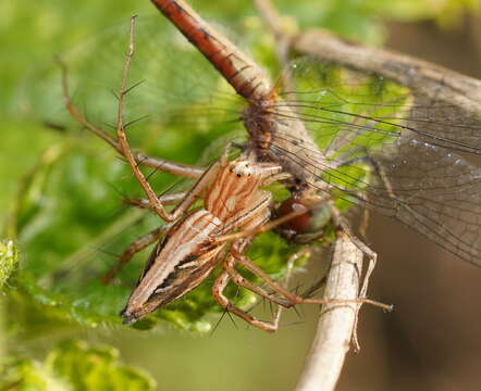 Image of Oxyopes papuanus Thorell 1881