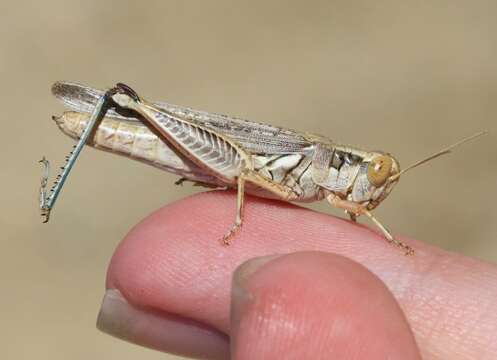 Слика од Melanoplus complanatipes Scudder & S. H. 1897