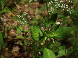 Imagem de Cuphea carthagenensis (Jacq.) J. F. Macbr.