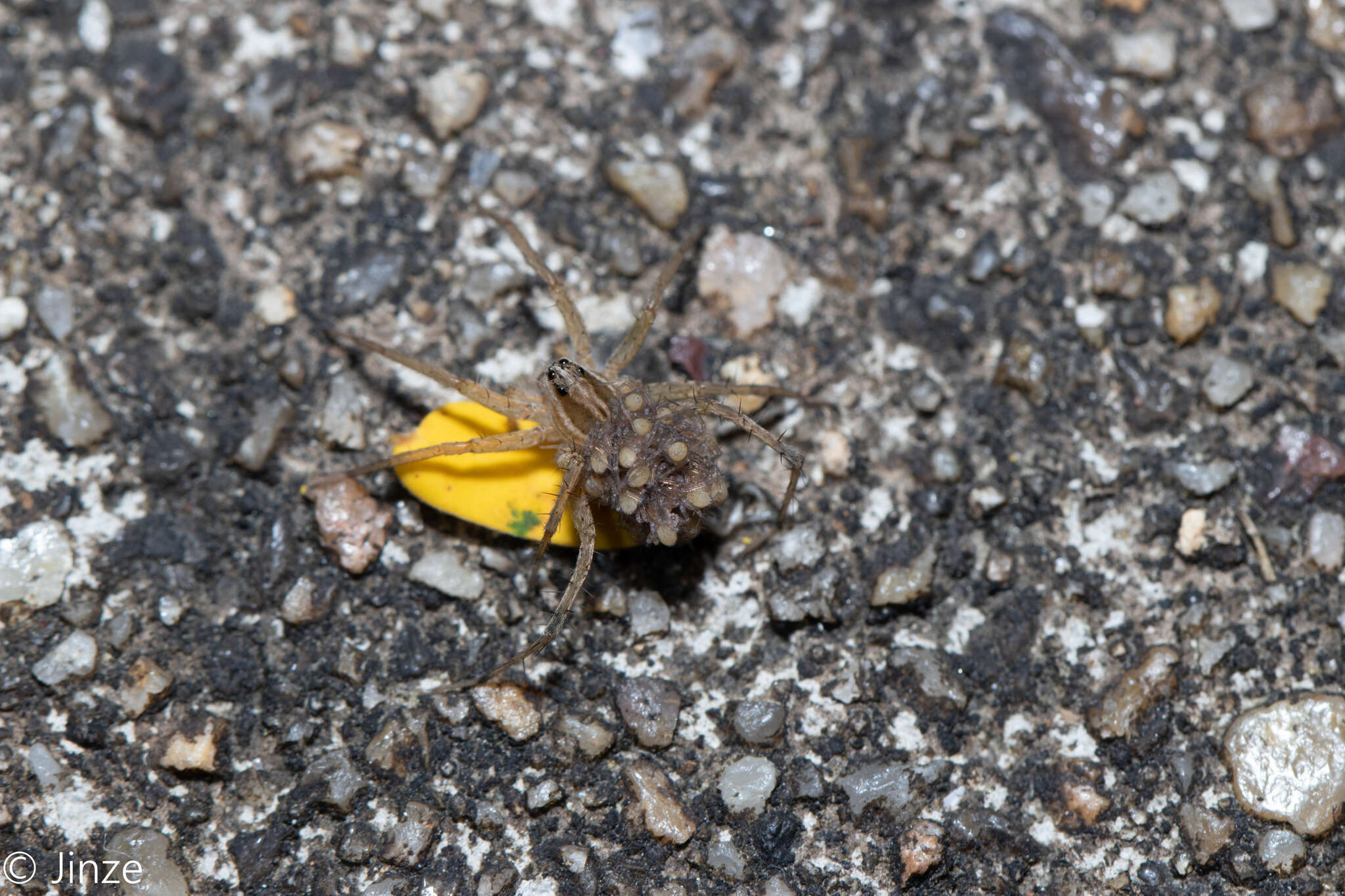 صورة Pardosa pseudoannulata (Bösenberg & Strand 1906)