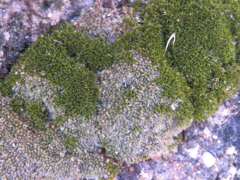 Image of Wright's jaffueliobryum moss