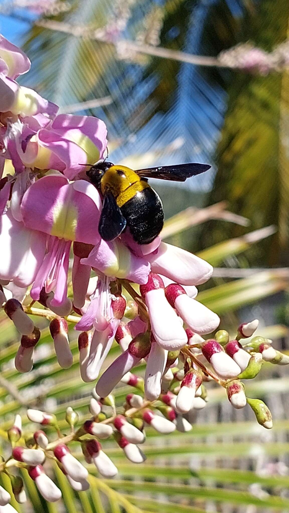 Imagem de Xylocopa calens Lepeletier 1841