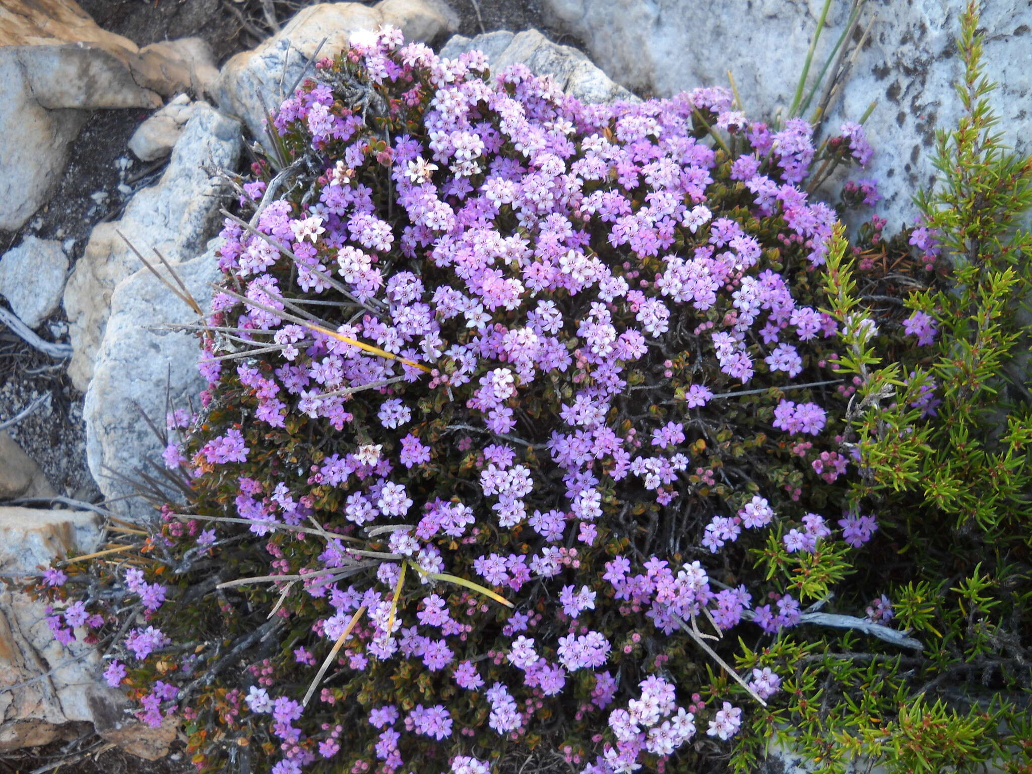 Image of <i>Agathosma zwartbergense</i> Pillans