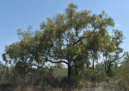 صورة Corymbia brachycarpa (D. J. Carr & S. G. M. Carr) K. D. Hill & L. A. S. Johnson