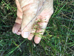 Image of orangegrass