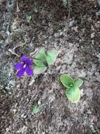 Image of Pinguicula macrophylla Kunth