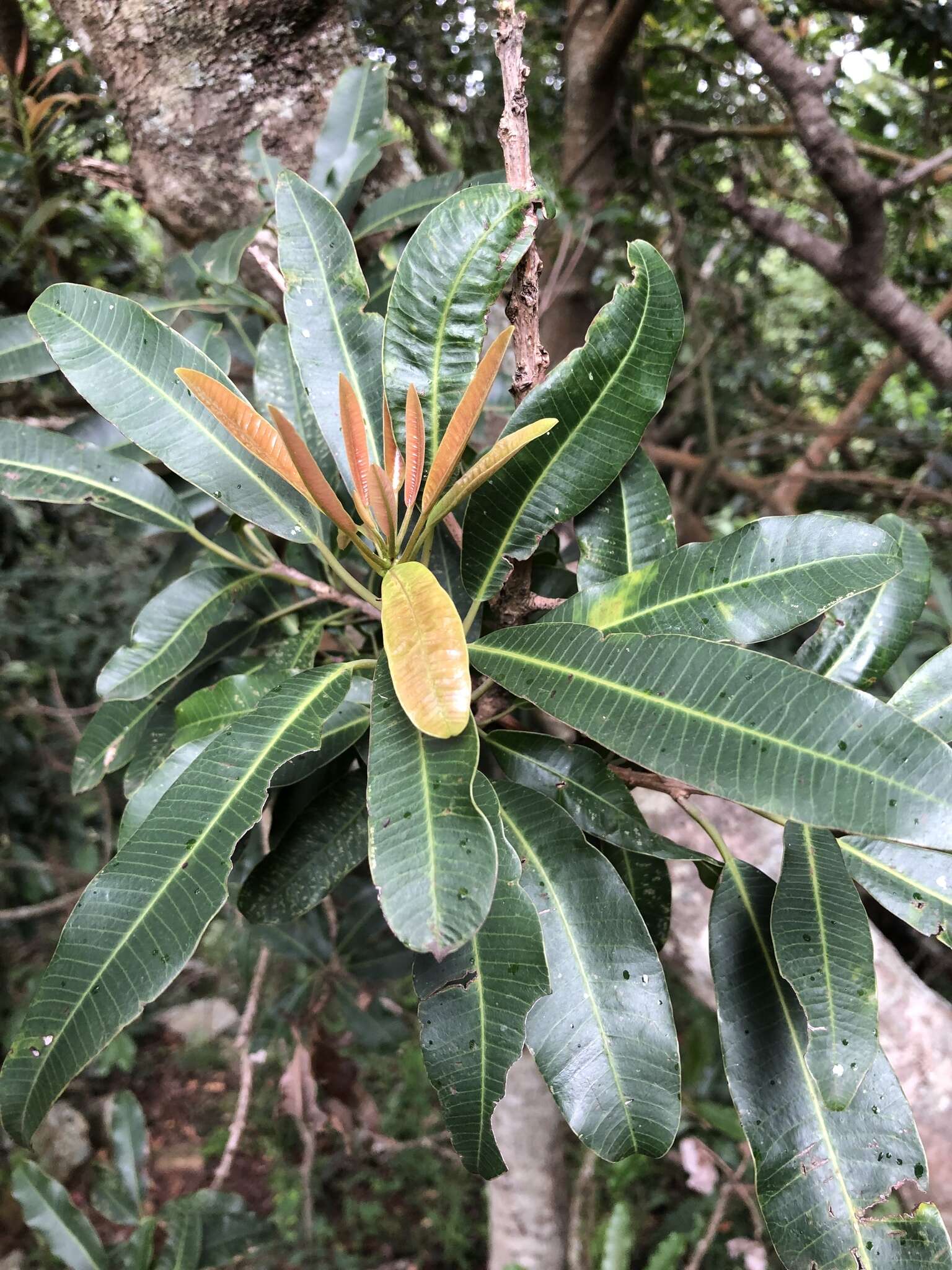 Image of Protorhus longifolia (Bernh.) Engl.