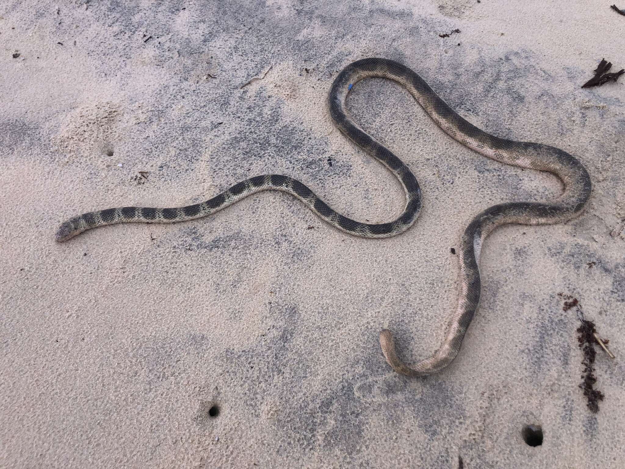 Image of Elegant or bar-bellied seasnake