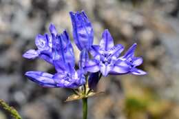 صورة Triteleia grandiflora Lindl.