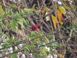 Image of Red-necked Woodpecker