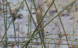 Image of Clamorous Reed Warbler