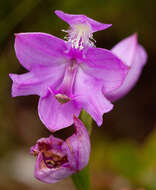 Image of Tuberous Grasspink