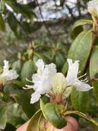 صورة Rhododendron carolinianum Rehder