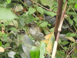 Image of Streaked Saltator