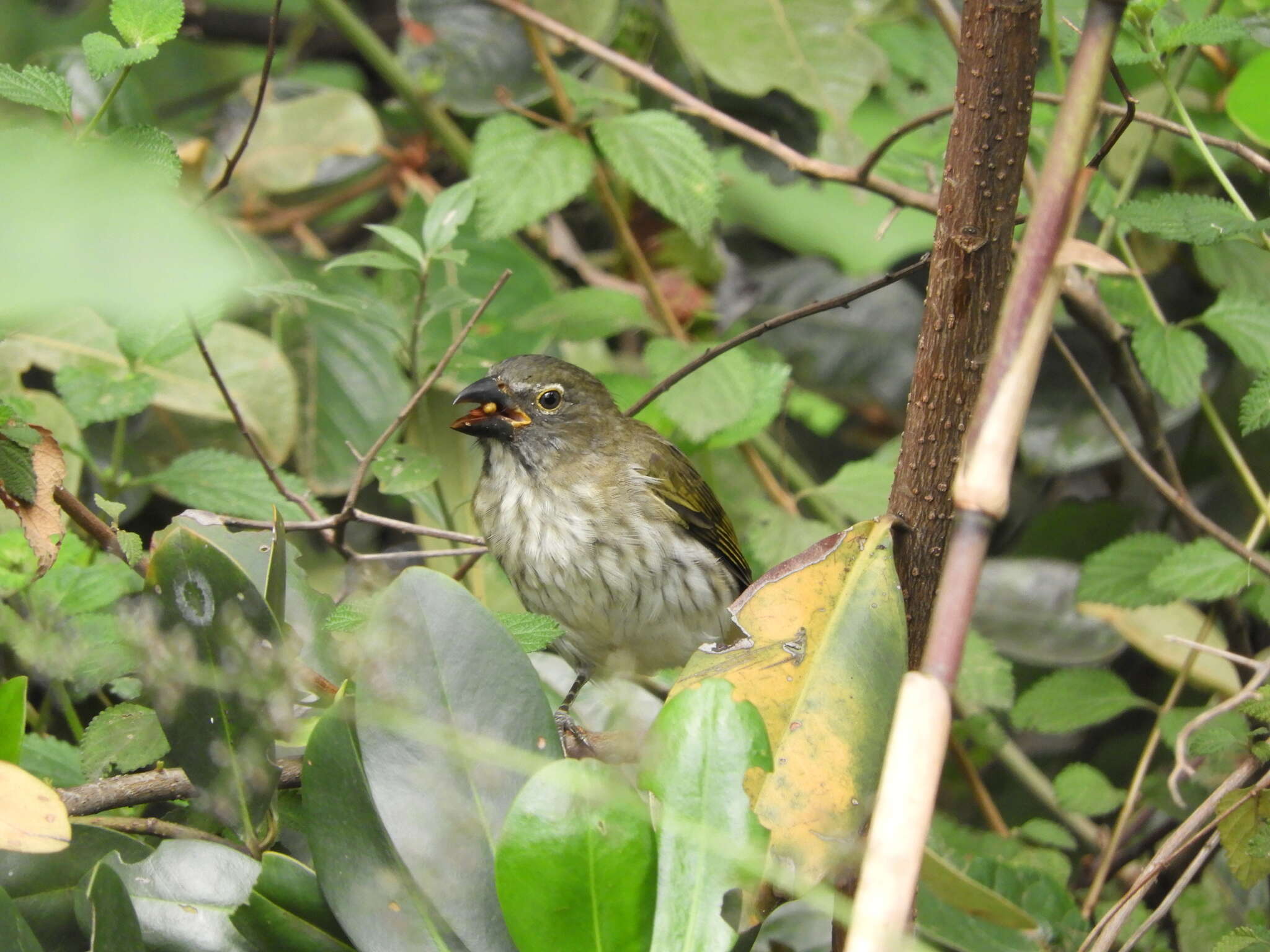 صورة Saltator striatipectus Lafresnaye 1847