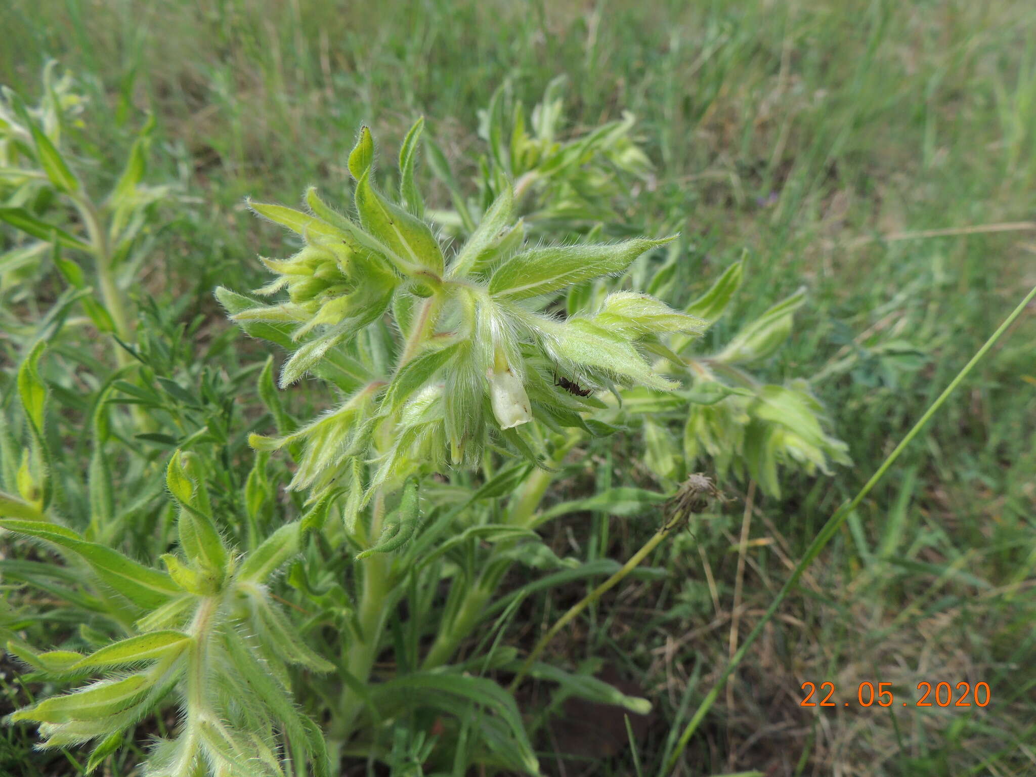 Image of <i>Onosma borysthenica</i>