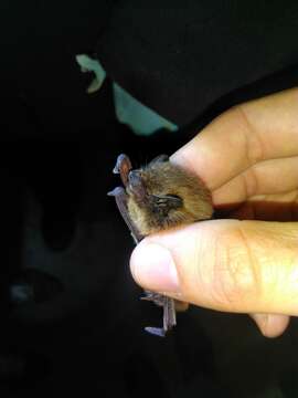 Image of pipistrelle, common pipistrelle