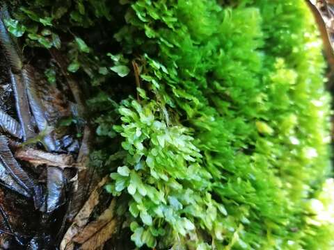 Image of Symphyogyna podophylla (Thunb.) Nees & Mont.