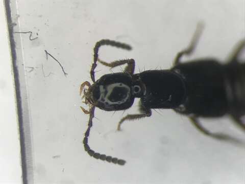 Image of Rove beetle