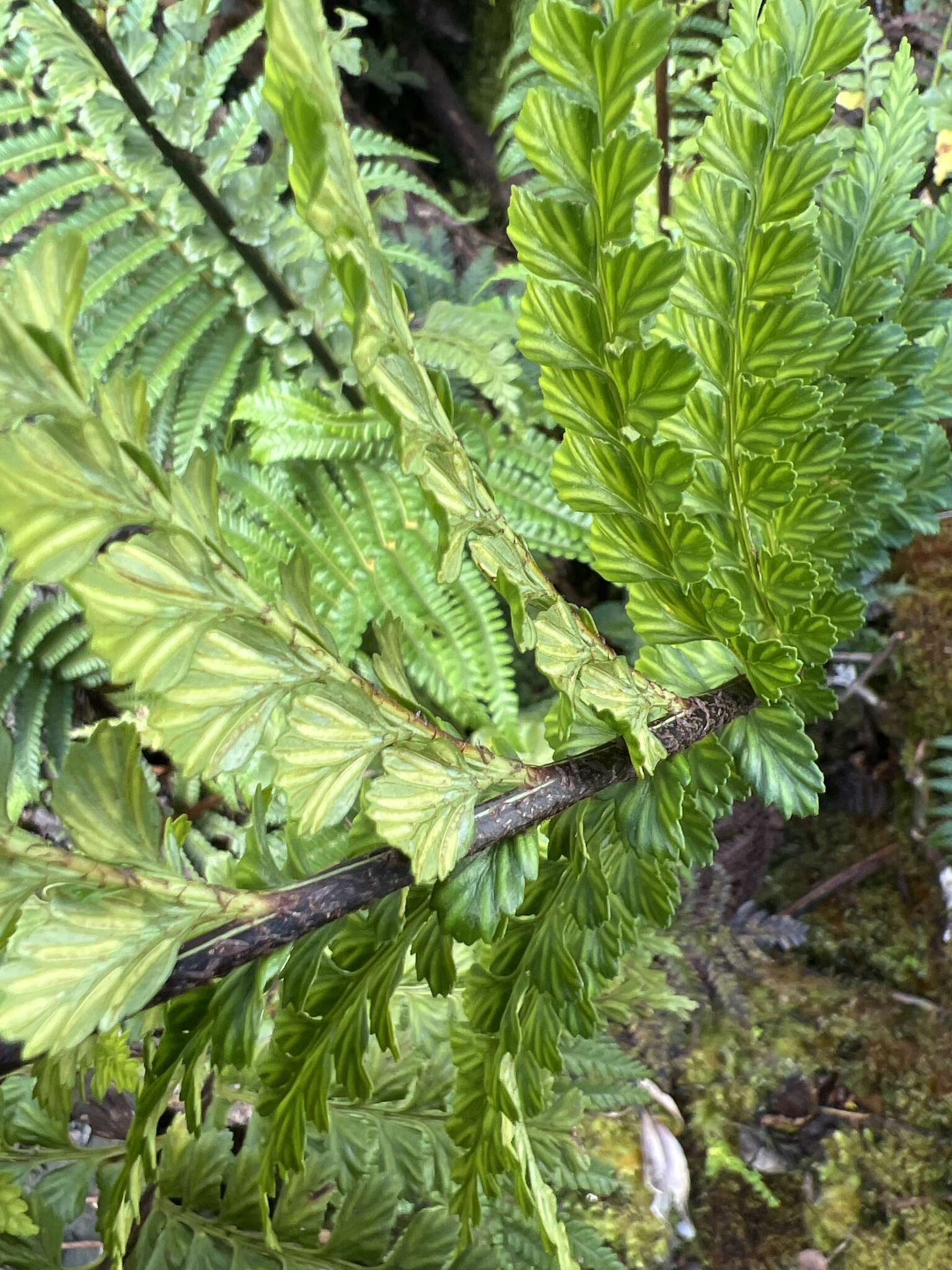 Image of Taper-Tip Spleenwort